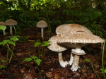 FZ007944 Mushrooms (Lepiota excoriata).jpg